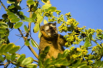 Red fronted brown lemur (Eulemur rufus / Lemur fulvus rufus) feeding on fruit in tree, Berenty Private Reserve, South Madagascar