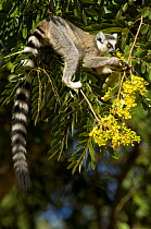 Ring-tailed lemur (Lemur catta) feeding on fruit in tree, Berenty private reserve, south Madagascar