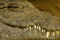Close up of teeth and jaws of Nile crocodile (Crocodylus niloticus) Berenty private reserve, south Madagascar