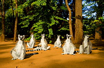 Ring-tailed lemur (Lemur catta) group sitting on ground, sunning in morning sun, Berenty private reserve, south Madagascar