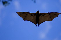 Madagascar flying fox / fruit bat ( Pteropus rufus) in flight, Berenty private reserve, south Madagascar