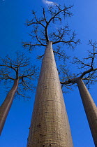 Looking up the trunks of Baobab tree (Adansonia grandidieri) in Baobabs Avenue, Morondava, West Madagascar