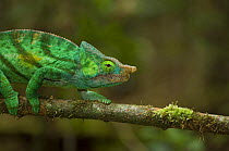 Parson's chameleon {Chamaeleo parsonii} walking along branch, Madagascar