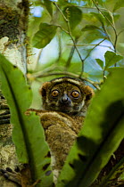Woolly lemur {Avahi laniger} in tree, Madagascar