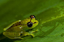 Pandanus frog (Mantidactylus pulcher) sitting on leaf, Ranomafana National Park, Madagascar