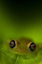 Tree frog {Boophis sp}  Madagascar