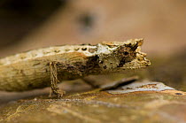 Ground chameleon {Brookesia sp} Madagascar
