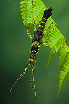 Stick insect in Ranomafana National Park, Madagascar