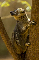 Red-fronted brown lemur (Eulemur rufus / Lemur fulvus rufus) Kirindy forest, Madagascar