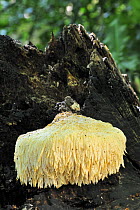 Bearded tooth fungus (Hericium erinaceum) on tree trunk, Belgium