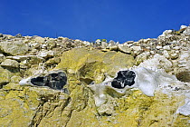 Flint / chert / silex in topsoil of chalk cliff at Cap Blanc-Nez, Cote d'Opale, France