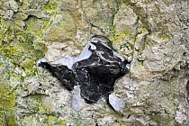 Flint / chert / silex in chalk cliff at Cap Blanc-Nez, Cote d'Opale, France