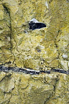Layer of flint / chert / silex in chalk cliff at Cap Blanc-Nez, Cote d'Opale, France