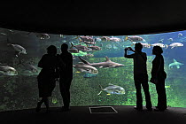 Tourists watching tropical fish at the Nausicaä sea aquarium, Boulogne-sur-Mer, Pas-de-Calais, France