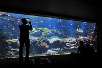 Tourists watching tropical fish and coral reef at the Nausicaä sea aquarium, Boulogne-sur-Mer, Pas-de-Calais, France