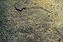 Plaice (Pleuronectes platessa) camouflaged on seabed, Europe, Captive