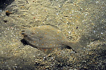 Plaice (Pleuronectes platessa) camouflaged on seabed, Europe, Captive