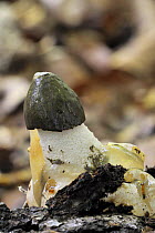 Stinkhorn fungus (Phallus impudicus) emerging in broadleaf forest, Belgium