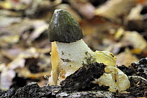 Stinkhorn fungus (Phallus impudicus) emerging in broadleaf forest, Belgium