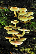 Sulphur tuft fungus (Hypholoma fasciculare) Belgium