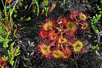 Round-leaved sundew (Drosera rotundifolia) with trapped insects in its leaves, Belgium