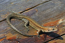 Viviparous lizard (Lacerta / Zootoca vivipara) sunning on boardwalk, Belgium