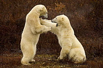 Two Polar bears (Ursus maritimus) play fighting,  Churchill, Hudson Bay, Canada. October