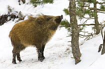 Wild boar (Sus scrofa) in snow, captive, Pyrenees, France.