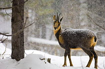 Pyrenean chamois {Rupicapra pyrenaica} in snow, captive, Pyrenees, France.