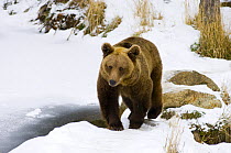 European Brown bear (Ursus arctos) in the snow, Pyrenees, France. Captive.