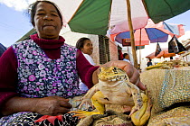 Tiger frog (Hoplobatrachus tigerinusi) sold for food in Tanarive Market, Madagascar.