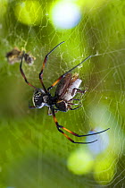 Madagascar spider (Nephilia madagascariensis) on web feeding on a beetle, Sambava, North Madagascar.