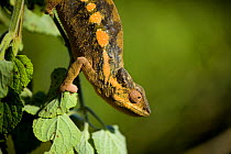 Panther chameleon (Furcifer / Chamaeleo pardalis) Sambava, North-east Madagascar.