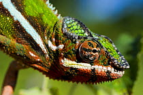 Panther chameleon (Furcifer / Chamaeleo pardalis) showing colour change, Sambava, North-east Madagascar.