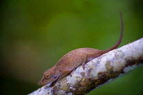Chameleon (Chamaeleo / Calumma nasuta) Marojejy National Park, South-east Madagascar