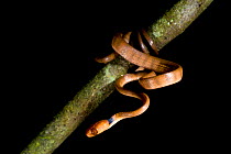 Snake (Stenophis sp) Marojejy National Park, Nort-east Madagascar.