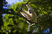 Silky Sifaka Lemur (Propithecus diadema candidus) one of the most endangered primate in the world, Marojejy National Park, Sambava, Madagascar.
