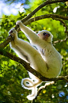Silky Sifaka Lemur (Propithecus diadema candidus) one of the most endangered primate in the world, Marojejy National Park, Sambava, Madagascar.