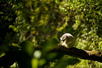 Silky Sifaka Lemur (Propithecus diadema candidus) sitting in tree, one of the most endangered primate in the world, Marojejy National Park, Sambava, Madagascar.