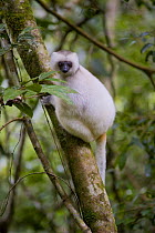 Silky Sifaka Lemur (Propithecus diadema candidus) one of the most endangered primates in the world, Marojejy National Park, Sambava, Madagascar.