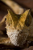 Small chameleon (Brookesia sp) Marojejy National Park, Sambava, North east Madagascar.