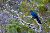 Blue coua (Coua caerulea) Marojejy National Park, North east Madagascar.