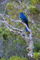 Blue Coua (Coua caerulea), Marojejy National Park, North east Madagascar.