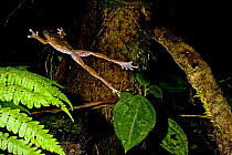 Leaf litter frog jumping (Boophis madagascariensis) Marojejy National Park, Madagascar.