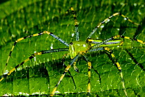 Malagasy green lynx spider (Peucetia madagascariensis) Marojejy National Park, North east Madagascar.