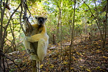 Golden crowned sifaka lemur (Propithecus tattersalli) in tropical dryforest, Daraina, North Madagascar.