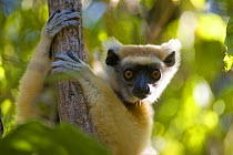 Golden crowned sifaka lemur (Propithecus tattersalli) in tropical dryforest, Daraina, North Madagascar.