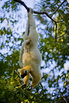 Golden crowned sifaka lemur (Propithecus tattersalli) feeding upside-down in tropical dryforest, Daraina, North Madagascar.