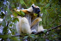 Golden crowned sifaka lemur (Propithecus tattersalli) feeding in tropical dryforest, Daraina, North Madagascar.