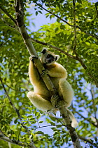 Golden crowned sifaka lemur (Propithecus tattersalli) in tropical dry forest, Daraina, North Madagascar.
